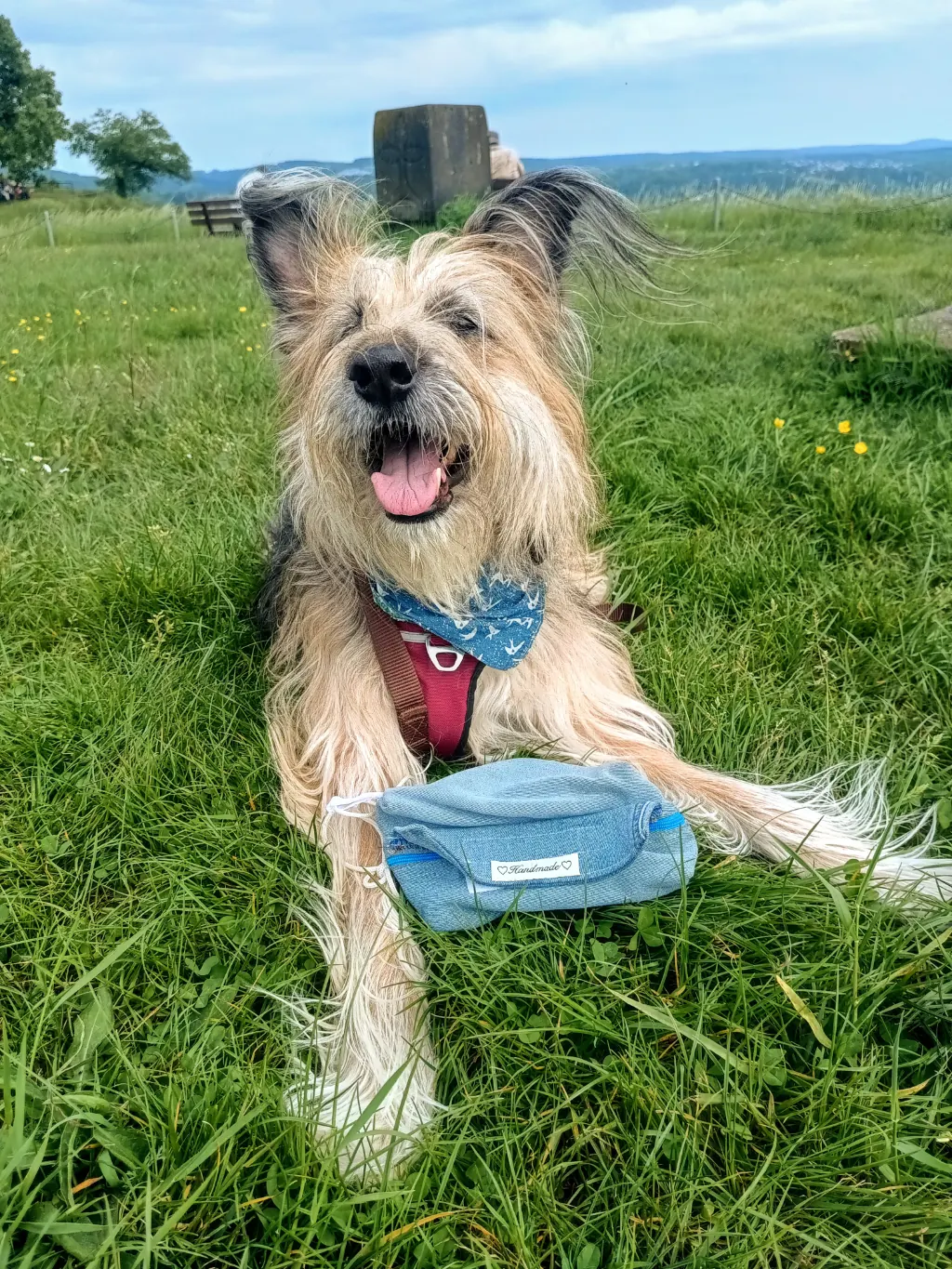 Hundeaccessoires